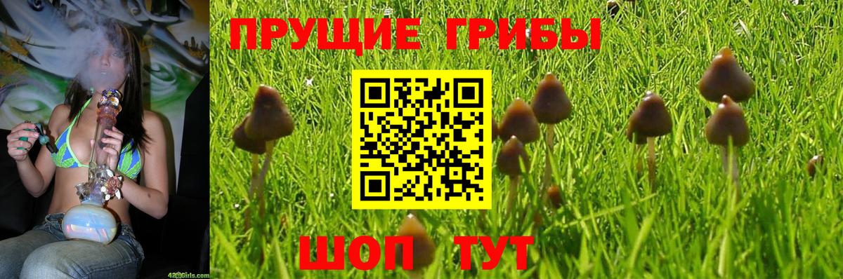 Псилоцибиновые грибы GOLDEN TEACHER Пугачёв